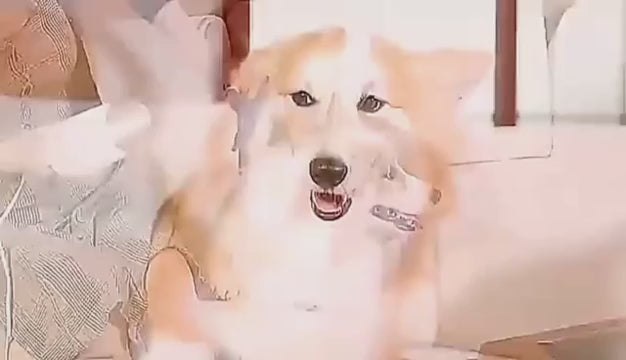 Peine secador para mascotas